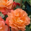 Westerland