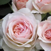 Morden Blush