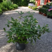Calycanthus 'Venus' 50-60 C10