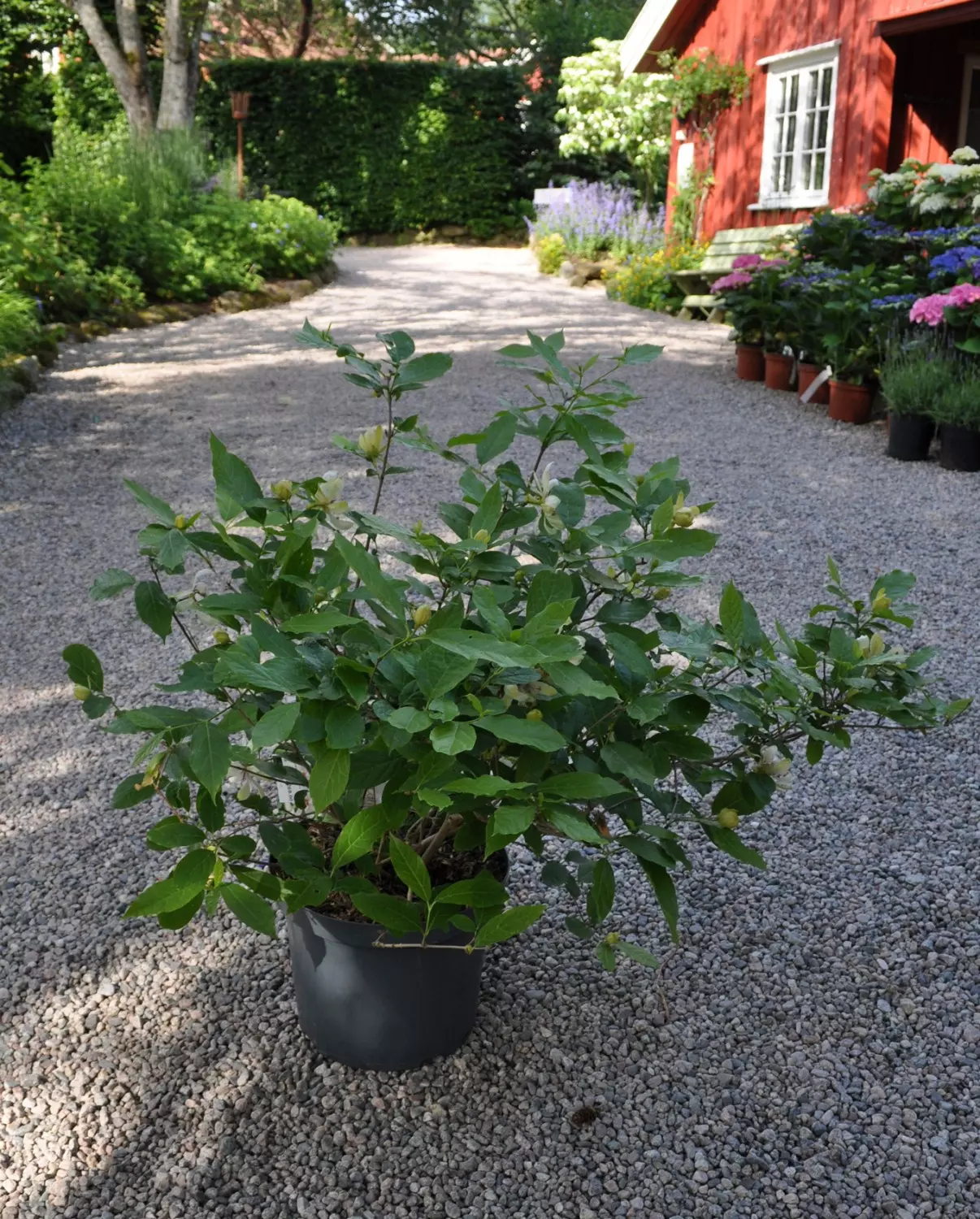 Calycanthus 'Venus' 50-60 C10