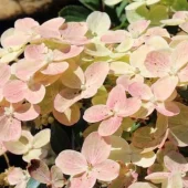 Hydrangea pan. 'Polestar' C10