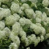 Hydrangea a. 'Annabelle' C3