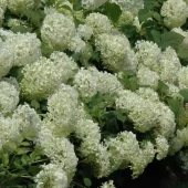 Hydrangea a. 'Annabelle' C3