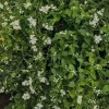 Philadelphus 'Mont Blanc' C3
