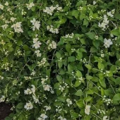 Philadelphus 'Mont Blanc' C3