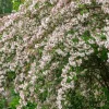 Kolkwitzia amabilis C3