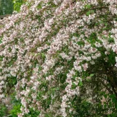 Kolkwitzia amabilis C3