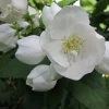 Philadelphus 'Virginal' C3