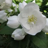 Philadelphus 'Virginal' C3
