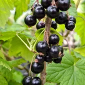 Ribes nig. 'Titania' C3