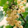Ribes rub. 'Hvit hollandsk' C3