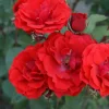 Allotria