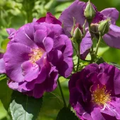 Rhapsody In Blue
