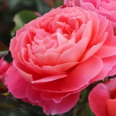 Adele Flower Circus