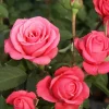 Bella rosa