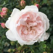 Genforenings Rosen