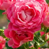 Cerise Flower Circus