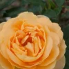 Bernstein-Rose