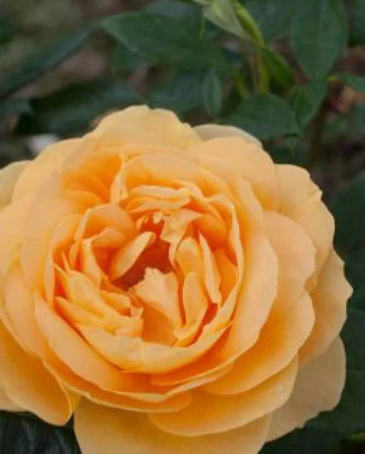 Bernstein-Rose