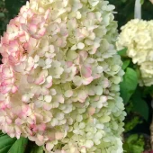 Hydrangea pan. 'Bobo®' C3
