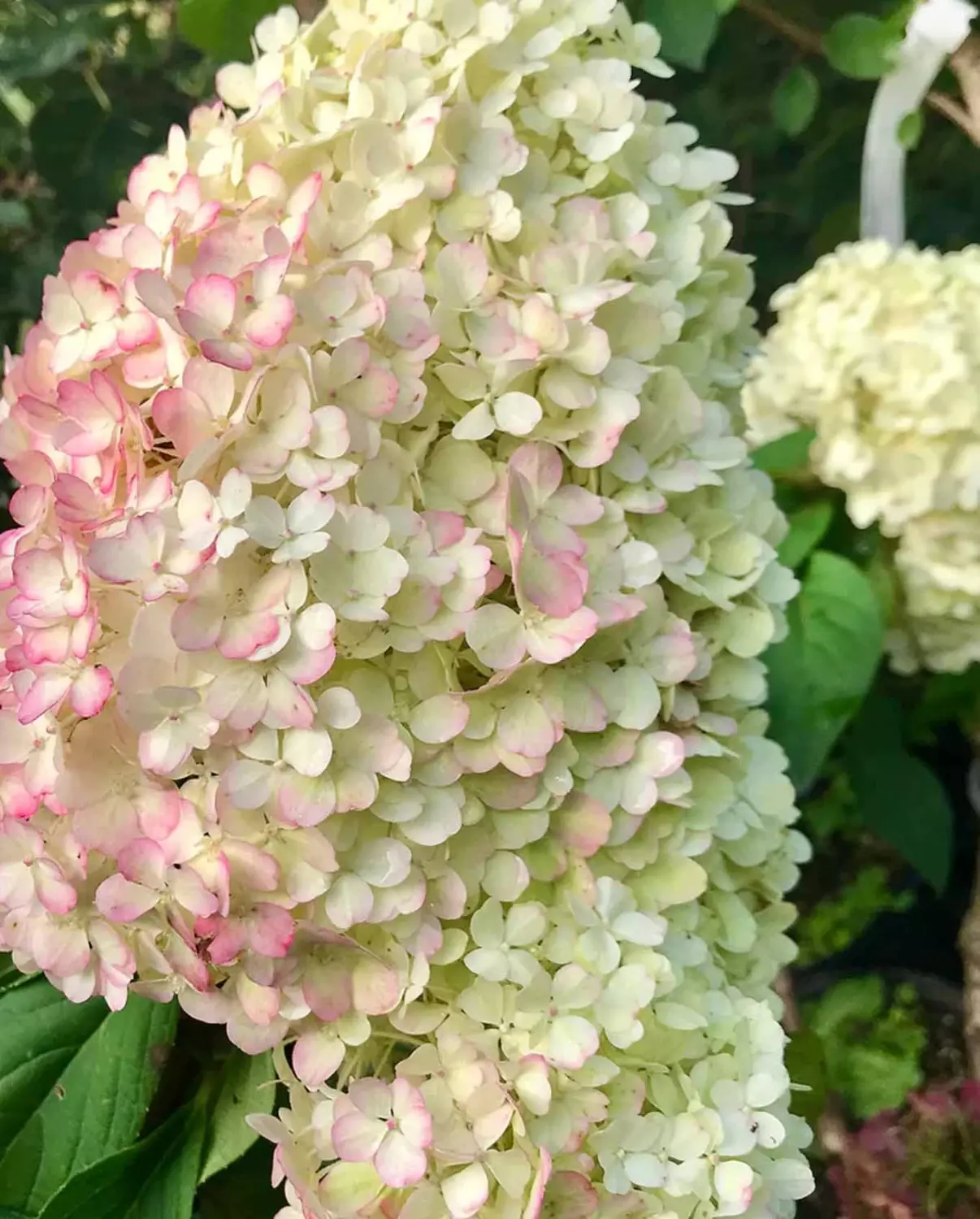 Hydrangea pan. 'Bobo®' C3