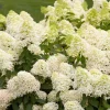 Hydrangea pan. 'Skyfall' C3