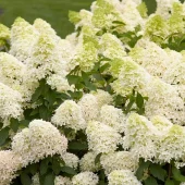 Hydrangea pan. 'Skyfall' C3