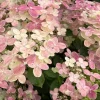 Hydrangea pan. 'Switch Ophelia'®  C7.5