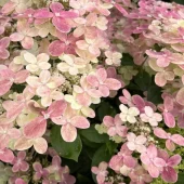 Hydrangea pan. 'Switch Ophelia'®  C7.5