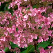 Hydrangea pan. 'Pinky Winky' C3