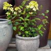 Hydrangea pan. 'Sundae Fraise' C3