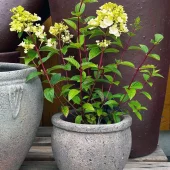Hydrangea pan. 'Sundae Fraise' C3