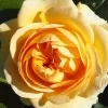 Sunny Flower Circus