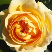 Sunny Flower Circus