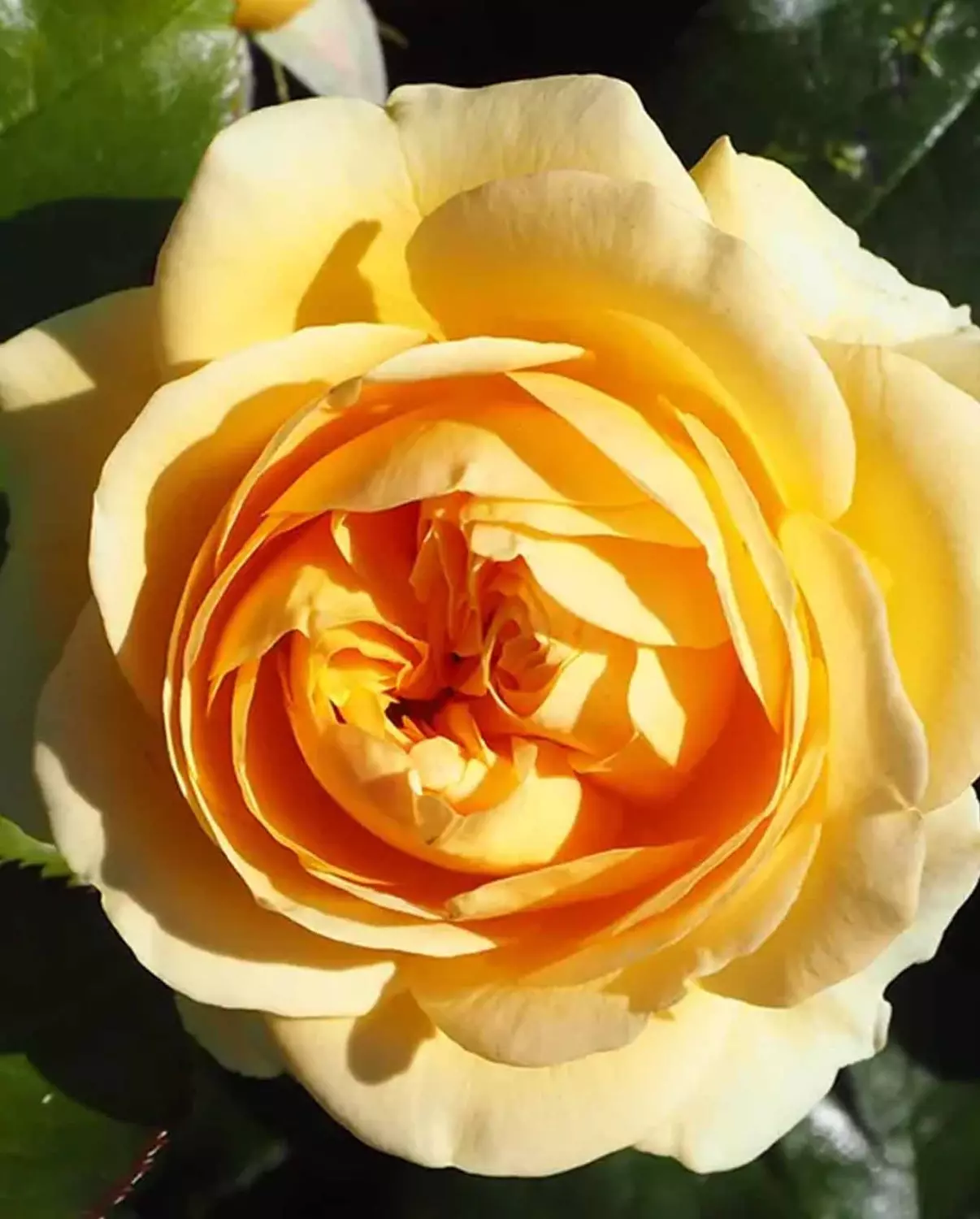 Sunny Flower Circus