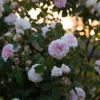Chloris (Balldronningen)