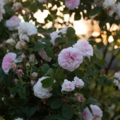 Chloris (Balldronningen)