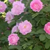 Hurdalsrose