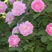 Hurdalsrose