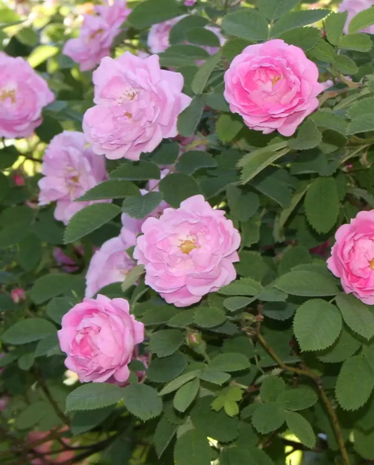 Hurdalsrose