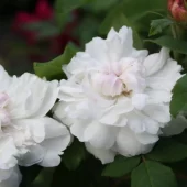 White Jacques Cartier