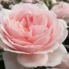Cream Flower Circus