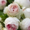 Pompon Flower Circus