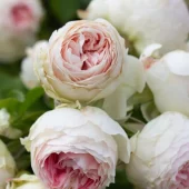 Pompon Flower Circus