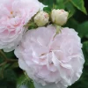 Felicite Parmentier