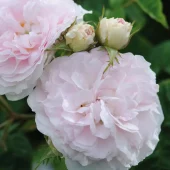 Felicite Parmentier