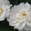 Blanche de Belquique