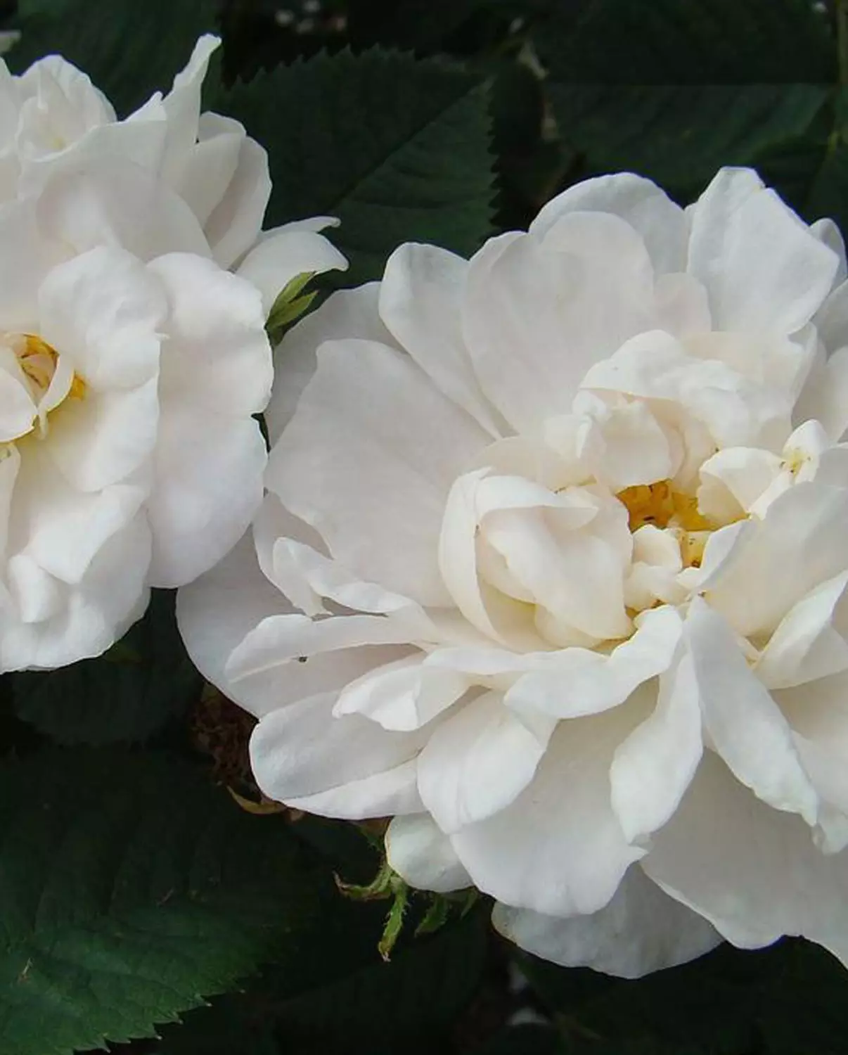 Blanche de Belquique