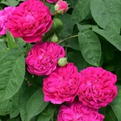 Rose de Rescht