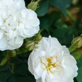 Maxima (White Rose of York)